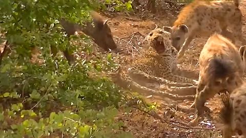 Video: Sirtlonlar qurshovida qolgan leopard