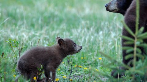 Калифорнияда она айиқ ўз боласини ҳимоя қиламан деб бир эркакни жароҳатлади