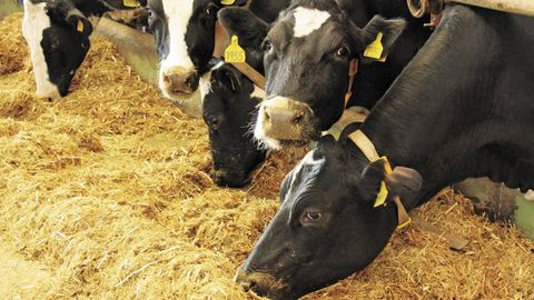 Qozog‘iston mamlakatdan yirik qoramol olib ketilishini taqiqlamoqchi. Bu ularning O‘zbekistonga katta miqdorda yetkazilgani bilan bog‘liq