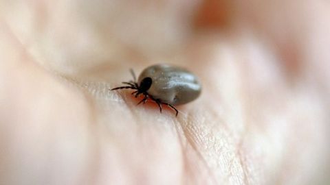 TIV Hindistondagi O‘zbekiston fuqarolarini yuqumli kasallik tarqalgan Bihar shtatiga bormaslikka chaqirdi