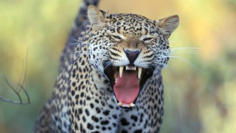 Hindistonda 14 yoshli o‘smir ukasini qoplon changalidan qutqarib qoldi