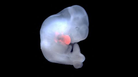 Yaponiyada odam hujaylarida hayvon embrionini yetishtirishga ruxsat berildi