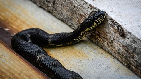 Mast holdagi hindistonlik erkak o‘zini chaqqan ilonni g‘ajib tashladi