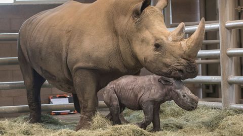 Amerikada sun’iy ravishda urug‘lantirilgan oq karkidon dunyoga keldi (video)