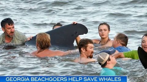 Jorjiyada plyajda dam olayotganlar 50 ga yaqin kitni qutqarib qoldi (video)