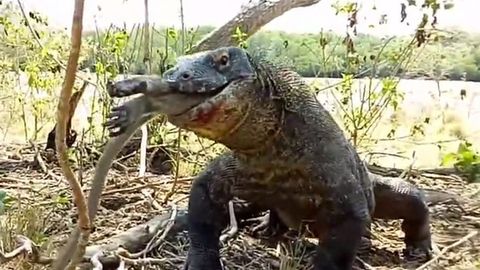 Indoneziyada echkemar maymunni butunligicha yutib yubordi (video)