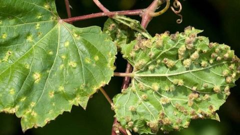 Арманистонда филлоксералар ҳужуми кузатилди. Бу Ўзбекистон учун ҳам таҳдидми?