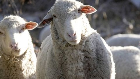 Qurbonlikka qanday hayvonlarni so‘yish mumkin?