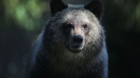 Канадада франциялик бастакорни айиқ ғажиб ташлади