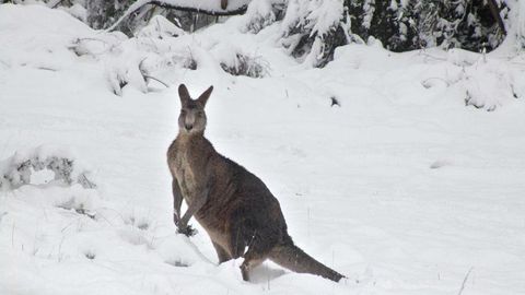 Avstraliyada 35 yilda ilk bor qor yog‘di (video)