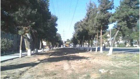 Ekologiya qo‘mitasi Toshkentda archa daraxtlari ommaviy kesib tashlanganiga izoh berdi