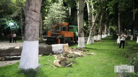 Ekologiya qo‘mitasi: Toshkentda eng ko‘p Mirzo Ulug‘bek tumanida daraxtlar noqonuniy kesib tashlandi
