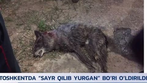 Тошкентда «бўри» деб гумон қилинган итни ўлдирганлар жаримага тортилди
