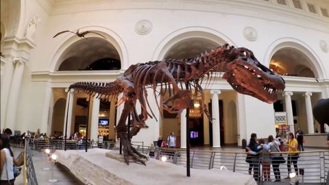 Afrikada dinozavrlar yangi turining qoldiqlari topildi