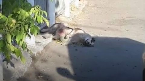 Самарқандда бир ҳафтада юзлаб ит ва мушуклар каламуш дори билан заҳарлаб ўлдирилгани хабар қилинди (видео)