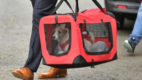 Dauning-stritdagi Larri laqabli mushukka raqobatchi paydo bo‘ldi. Bu — Boris Jonson olib kelgan Dilin laqabli kuchuk