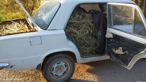 O‘zbekistonda saksovullarning ko‘p kesilayotganiga gaz ta’minotidagi uzilishlar sabab qilib ko‘rsatildi