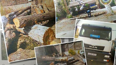 Toshkent shahar IIBB fuqarolardan daraxtlarning kesilishi bo‘yicha asossiz ma’lumotlarni tarqatmaslikni so‘radi