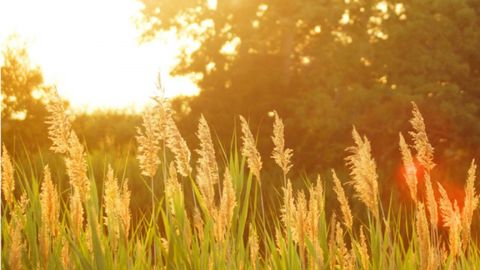 O‘zbekistonda hafta davomida havo salqin bo‘ladi, vodiyda yomg‘ir yog‘ishi mumkin