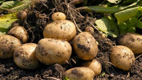 Фарғона водийсида картошка етиштиришни ривожлантириш истиқболлари хорижий ва маҳаллий мутахассислар томонидан муҳокама қилинди