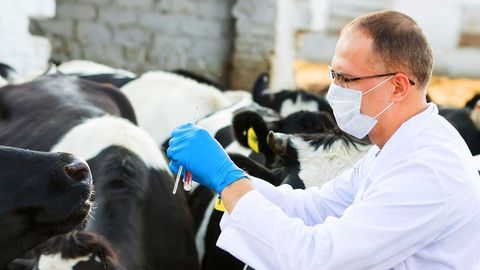 Davlat veterinariya qo‘mitasi 2000 dan ortiq mahsulot importi ustidan nazoratni kuchaytirishni taklif qilmoqda