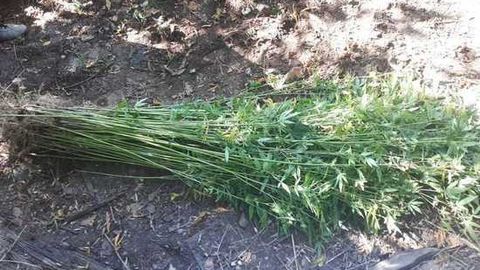 Xorazmda bostirma tagida g‘amlab qo‘yilgan 100 kg giyohvandlik vositasi topildi