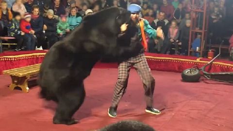 Rossiyada ayiq tomosha vaqtida hayvon o‘rgatuvchiga hujum qildi. Endi ushbu nomer sirk dasturidan olib tashlanadi (video)