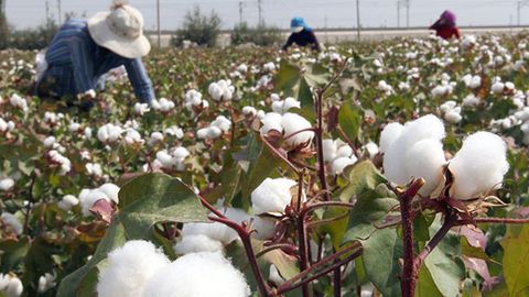 “Farg‘onaazot” xodimlarining paxta terimiga jalb qilinishi bo‘yicha tarqalgan xabarga munosabat bildirdi