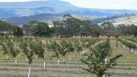 Тошкент аграр университети мева-сабзавотчиликка ихтисослашган 55 та туманда ўқув марказлари очади