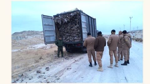 Zarafshonda saksovul kesgan fuqarolar 2,2 mln so‘m jarimaga tortildi