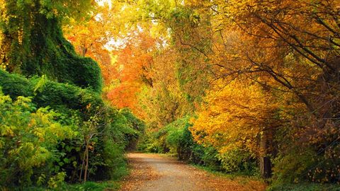 Тошкентдаги Ботаника боғида кузатув камералари ўрнатилади