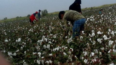 Туркманистонда пахта режасини амалга ошириб бўлмаяпти. Барча кучлар Ахал вилоятига кўмак беришга қаратилган