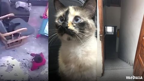 Kolumbiyada mushuk kichkintoyning hayotini saqlab qoldi (video)