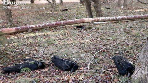 Zarafshonda qarg‘alarning ommaviy o‘limi qayd etildi