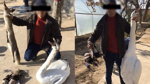 O‘zbekistonda “Qizil kitob”ga kiritilgan oqqushni o‘ldirgan shaxs qidirilmoqda