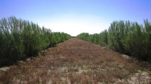 Оролнинг қуриган тубида ҳимоя ўрмонзорларини барпо этиш давом эттирилади