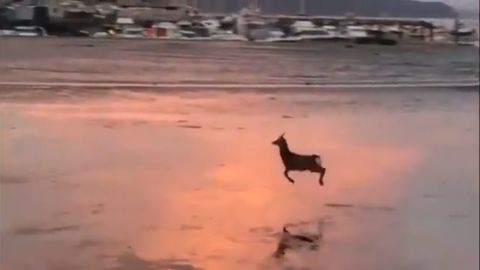 Видео: Пляжда вақтичоғлик қилаётган бахтиёр буғу