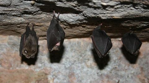 Tailandda ko‘rshapalaklarda yangi koronavirus aniqlandi