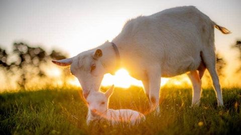 O‘jar uloqcha to‘rt kun kanalizatsiya quvurida qolib ketdi. Uni chiqarib olishga bo‘lgan barcha urinishlar muvaffaqiyatsiz yakunlangan