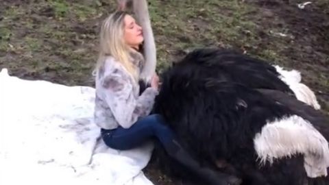 Бельгиялик аёл туяқуш билан пикник уюштирди. Овқат йўқ — фақат меҳр ва қучоқлар (видео)