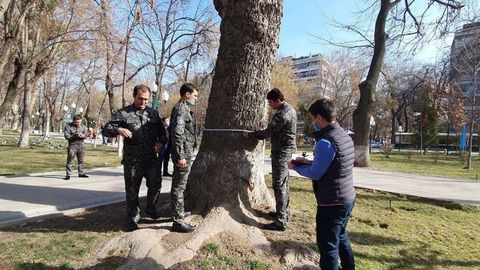 “Moviy gumbazlar” xiyobonidagi 1700 ga yaqin daraxt xatlovdan o‘tkazildi