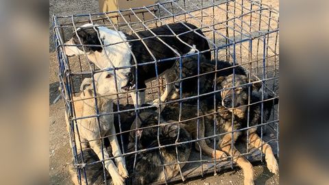 Ўзбекистон ФВВ бошпанасиз итлар отиб ташланиши тўғрисидаги хабарларни рад этди