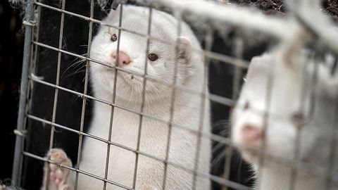 Польшада коронавируснинг қоракўзанлардан одамларга юқиши мумкинлиги айтилмоқда