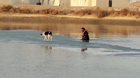 Nukusda Kattagar kanali o‘rtasidagi muz bo‘lagida ikki kun qolib ketgan it qutqarildi