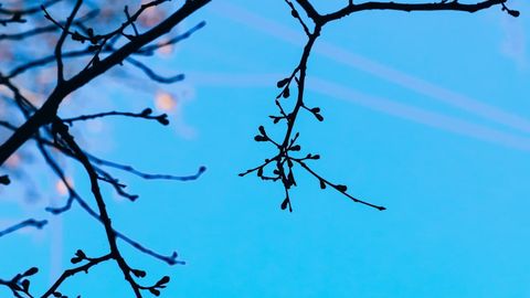 Ўзбекистонда баҳорнинг биринчи куни қандай об-ҳаво билан бошланиши маълум қилинди