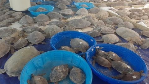 Texasda volontyorlar anomal sovuqdan aziyat chekkan 4 mingdan ortiq dengiz toshbaqasini saqlab qoldi