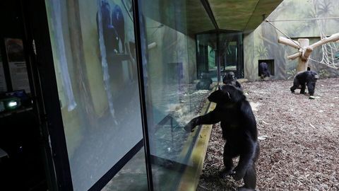 Chexiyada ikkita turli hayvonot bog‘idagi shimpanzelar zerikmasligi uchun ularga videoaloqa o‘rnatib berildi