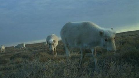 Ўзбекистонда 100 га яқин сайғоқлар яшаши аниқланди