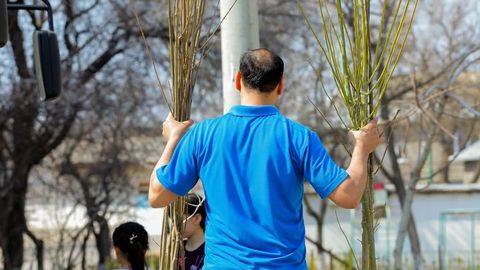 O‘zbekistonda 13-mart hasharida ekilgan mevali daraxtlarning salkam 30 foizi Namanganda o‘tqazildi, Qoraqalpog‘iston va Xorazmning ulushi 0,2 foizga ham yetmadi
