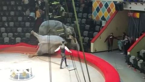 Tataristonda sirk tomoshasi paytida fillar urishib ketdi (video)